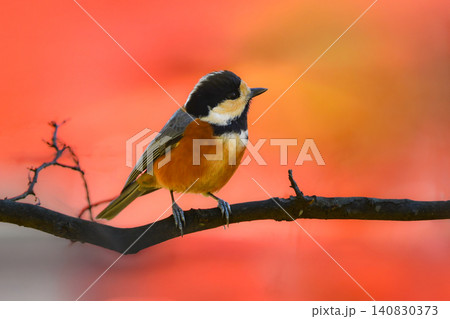 秋の紅葉の美しい公園で見られる身近なかわいい野鳥ヤマガラ 秋の紅葉の美しい公園で見られる身近なかわいい野鳥ヤマガラ 140830373