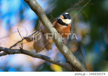 秋の紅葉の美しい公園で見られる身近なかわいい野鳥ヤマガラ 秋の紅葉の美しい公園で見られる身近なかわいい野鳥ヤマガラ 140830374
