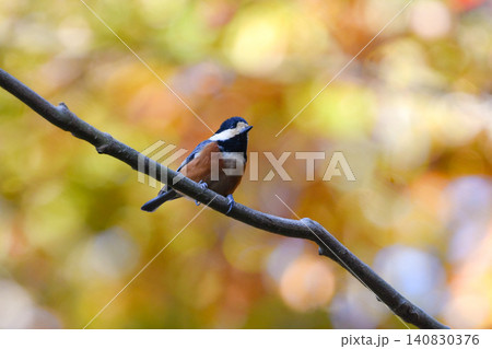 秋の紅葉の美しい公園で見られる身近なかわいい野鳥ヤマガラ 秋の紅葉の美しい公園で見られる身近なかわいい野鳥ヤマガラ 140830376