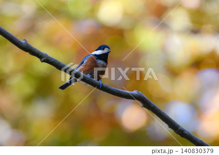 秋の紅葉の美しい公園で見られる身近なかわいい野鳥ヤマガラ 秋の紅葉の美しい公園で見られる身近なかわいい野鳥ヤマガラ 140830379
