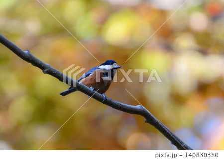 秋の紅葉の美しい公園で見られる身近なかわいい野鳥ヤマガラ 秋の紅葉の美しい公園で見られる身近なかわいい野鳥ヤマガラ 140830380