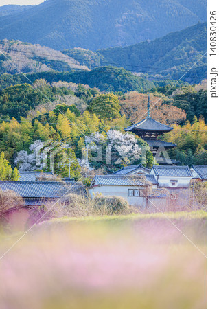 桜の絨毯越しに望む葛城市の古刹・當麻寺の歴史ある国宝三重塔 140830426