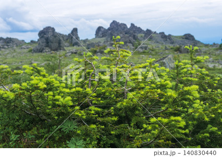 Mountain landscape with dwarf larch trees in the foreground and mossy rocks in the background Mountain landscape with dwarf larch trees in the foreground and mossy rocks in the background 140830440