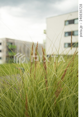 Close up of ornamental grass in modern apartment building courtyard 140830728