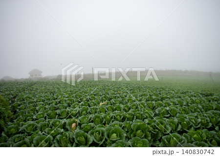Fresh green cabbage plant growing in the agricultural field, close-up shot. Fresh green cabbage plant growing in the agricultural field, close-up shot. 140830742