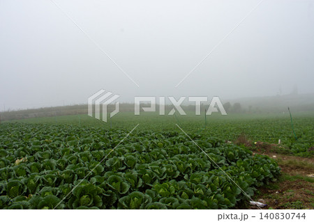 Fresh green cabbage plant growing in the agricultural field, close-up shot. Fresh green cabbage plant growing in the agricultural field, close-up shot. 140830744