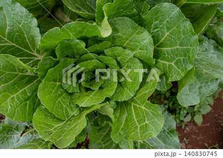 Fresh green cabbage plant growing in the agricultural field, close-up shot. 140830745