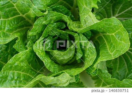 Fresh green cabbage plant growing in the agricultural field, close-up shot. 140830751
