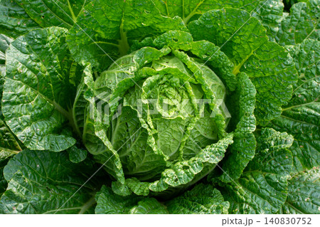 Fresh green cabbage plant growing in the agricultural field, close-up shot. Fresh green cabbage plant growing in the agricultural field, close-up shot. 140830752
