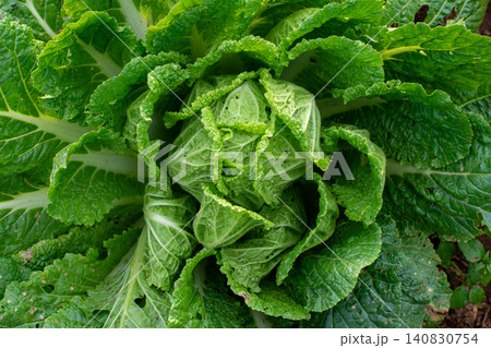 Fresh green cabbage plant growing in the agricultural field, close-up shot. Fresh green cabbage plant growing in the agricultural field, close-up shot. 140830754