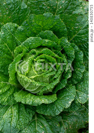 Fresh green cabbage plant growing in the agricultural field, close-up shot. Fresh green cabbage plant growing in the agricultural field, close-up shot. 140830755
