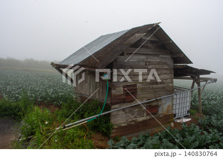 Fresh green cabbage plant growing in the agricultural field, close-up shot. 140830764