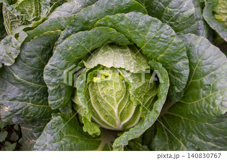 Fresh green cabbage plant growing in the agricultural field, close-up shot. Fresh green cabbage plant growing in the agricultural field, close-up shot. 140830767