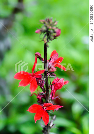 Cardinal Flower, Dortmanna cardinalis or Dortmanna cordigera or Lobelia or Lobelia cardinalis L or Water ruby or CAMPANULACEAE or red flower Cardinal Flower, Dortmanna cardinalis or Dortmanna cordigera or Lobelia or Lobelia cardinalis L or Water ruby or CAMPANULACEAE or red flower 140830890
