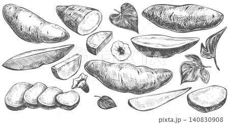 Sketch sweet potato set. Vector illustration. A whole root, half a vegetable, piece, slice and foliage. Hand drawn imitating engraving of yam made in ink. Linear drawing of ipomoea batatas. Sketch sweet potato set. Vector illustration. A whole root, half a vegetable, piece, slice and foliage. Hand drawn imitating engraving of yam made in ink. Linear drawing of ipomoea batatas. 140830908