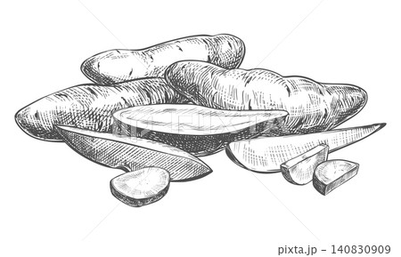 Sweet potato sketch. Vector composition of a whole vegetables and a slices lying on a table. Hand drawn yam illustration imitating an engraving. Line Ink outline drawing of a Ipomoea batatas. 140830909