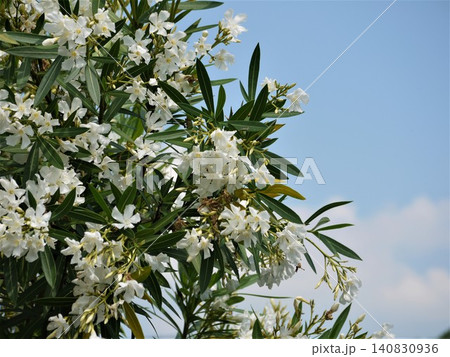 白いキョウチクトウの花と青空 140830936