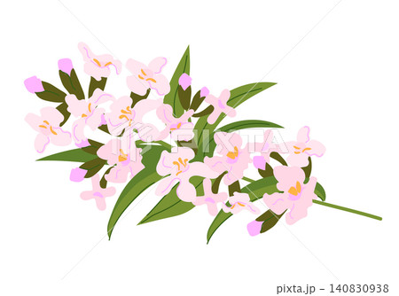 A vector illustration of lemon verbena isolated on a white background. A branch with pink flowers lies on a table. Plant used to produce essential oils, cosmetics, and medicine. Flat style silhouette. A vector illustration of lemon verbena isolated on a white background. A branch with pink flowers lies on a table. Plant used to produce essential oils, cosmetics, and medicine. Flat style silhouette. 140830938