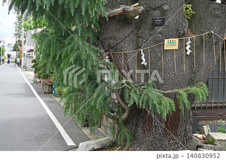 路地に佇む大樹の幹 谷根千の街並みを見守るヒマラヤ杉と注連縄の伝統美 路地に佇む大樹の幹 谷根千の街並みを見守るヒマラヤ杉と注連縄の伝統美 140830952