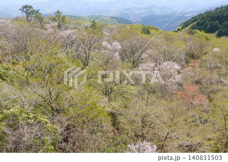 マメザクラの花と広葉樹の芽吹き 尾根 自然林 マメザクラの花と広葉樹の芽吹き 尾根 自然林 140831503