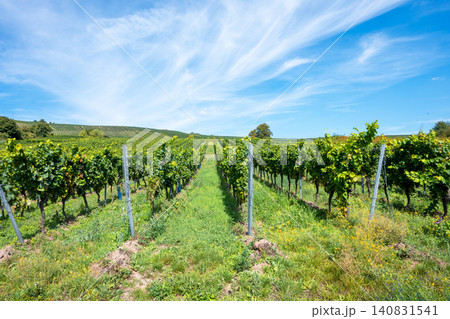 Much trees and vineyard in Europe in summer harvest. Large bunches of red wine grapes in sunny weather. Nature background. Much trees and vineyard in Europe in summer harvest. Large bunches of red wine grapes in sunny weather. Nature background. 140831541