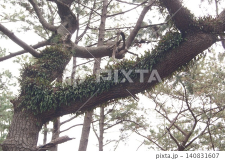 松の木の枝に繁茂するシダ植物の群生 松の木の枝に繁茂するシダ植物の群生 140831607