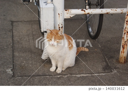駐輪場の近くにいる茶色と白の猫 駐輪場の近くにいる茶色と白の猫 140831612