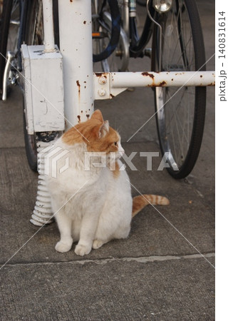 古い自転車と茶白猫 140831614