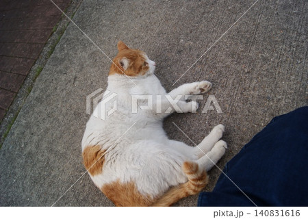レンガ舗道に寝そべる茶白の太った猫 レンガ舗道に寝そべる茶白の太った猫 140831616