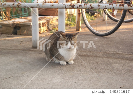 猫と自転車の日当たりの良い午後 猫と自転車の日当たりの良い午後 140831617