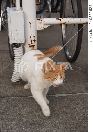 自転車のそばにいる茶白猫 自転車のそばにいる茶白猫 140831623