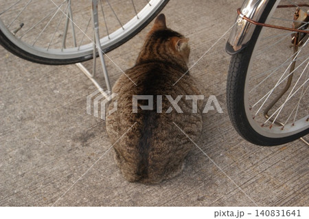 自転車の横にいる丸い猫 140831641