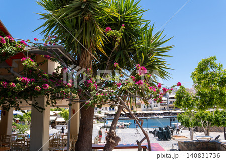Large yucca palm tree and blooming pink bougainvillea on a sunlit resort square in Agios Nikolaos, Crete, Greece Large yucca palm tree and blooming pink bougainvillea on a sunlit resort square in Agios Nikolaos, Crete, Greece 140831736