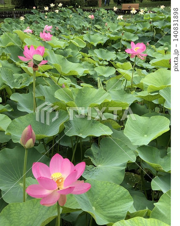 蓮の花のある風景 蓮の花のある風景 140831898