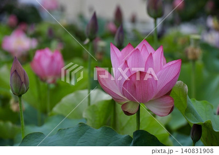 ハスの花、清浄なる花 ハスの花、清浄なる花 140831908