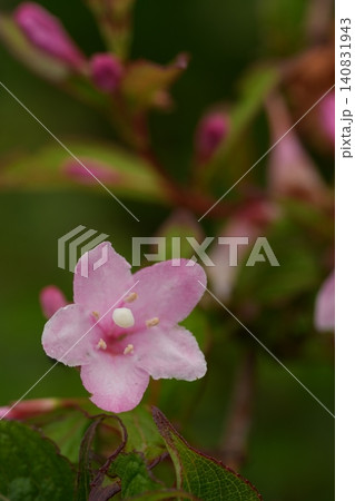 公園で見つけたタニウツギの花 公園で見つけたタニウツギの花 140831943