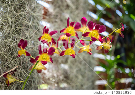 Beautiful Dendrobium Orchid flowers blooming. Dendrobium Orchids are know for their elegant and sometimes flamboyant flowers. 140831956