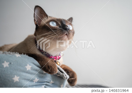 Close up of a curious Siamese cat. The Siamese is a cat breed native to Thailand. This cat is a pale cat with a dark facial mask, feet, ears and tail. 140831964