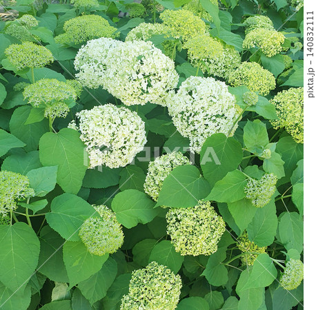 White hydrangea flowers blooming in lush green garden during summer 140832111