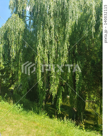 Beautiful weeping willow tree with lush green branches hanging over a peaceful river bank in a sunny park on a bright summer 140832115