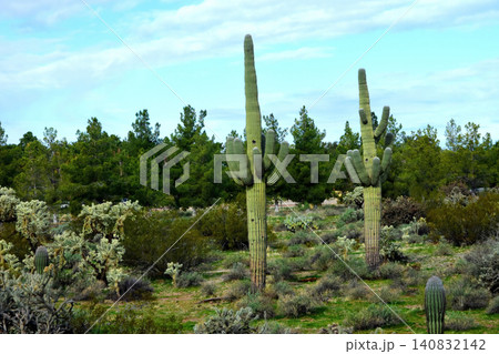 Old Saguaro Cactus Sonora desert Arizona Old Saguaro Cactus Sonora desert Arizona 140832142