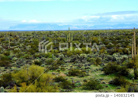 Old Saguaro Cactus Sonora desert Arizona Old Saguaro Cactus Sonora desert Arizona 140832145