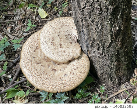Large mushrooms growing at base of tree among fallen leaves and twigs in forest background Large mushrooms growing at base of tree among fallen leaves and twigs in forest background 140832598