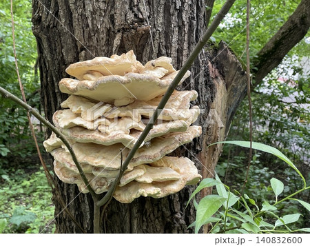 Mushroom formation growing on tree trunk in forest setting with green foliage background 140832600