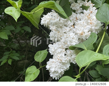 White lilac blossoms surrounded by lush green leaves in a natural outdoor setting White lilac blossoms surrounded by lush green leaves in a natural outdoor setting 140832606