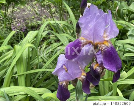 Purple irises with raindrops on petals among green foliage in a garden background Purple irises with raindrops on petals among green foliage in a garden background 140832609
