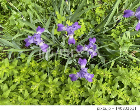 Purple irises with lush green foliage create a vibrant garden background Purple irises with lush green foliage create a vibrant garden background 140832611
