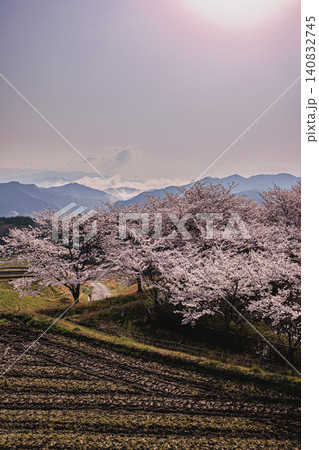 静かな春の朝の光に包まれた里山の景色と満開のソメイヨシノ 140832745