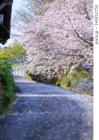 満開の桜並木に包まれた小道に広がる美しい花びらの絨毯と春の景色 満開の桜並木に包まれた小道に広がる美しい花びらの絨毯と春の景色 140832756