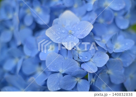 青い紫陽花 青い紫陽花 140832838